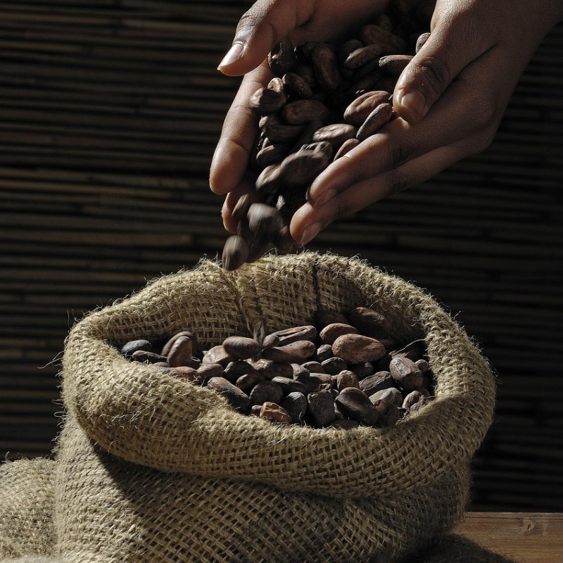 cocoa beans, hands, sack, cocoa, cacao, cacao beans, chocolate, jute, cocoa beans, cocoa, cocoa, cocoa, cocoa, cacao, cacao, cacao, chocolate, chocolate, chocolate, chocolate, chocolate