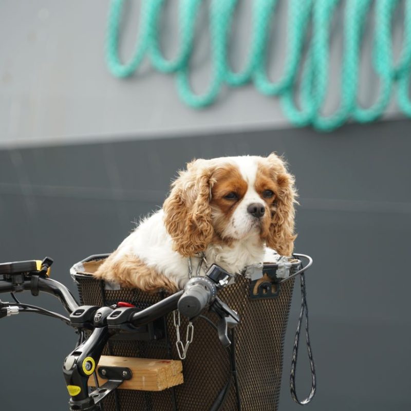 Cavalier King Charles Spaniel in a bicycle basket, showing cute pet travel.