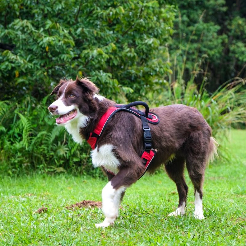 A happy Border Collie wearing a red harness stands on a vibrant, green grass field.