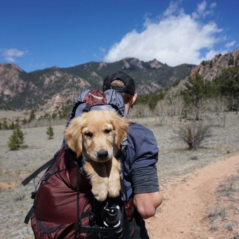 A hiker with a dog in a backpack traversing a beautiful mountain trail on a sunny day.