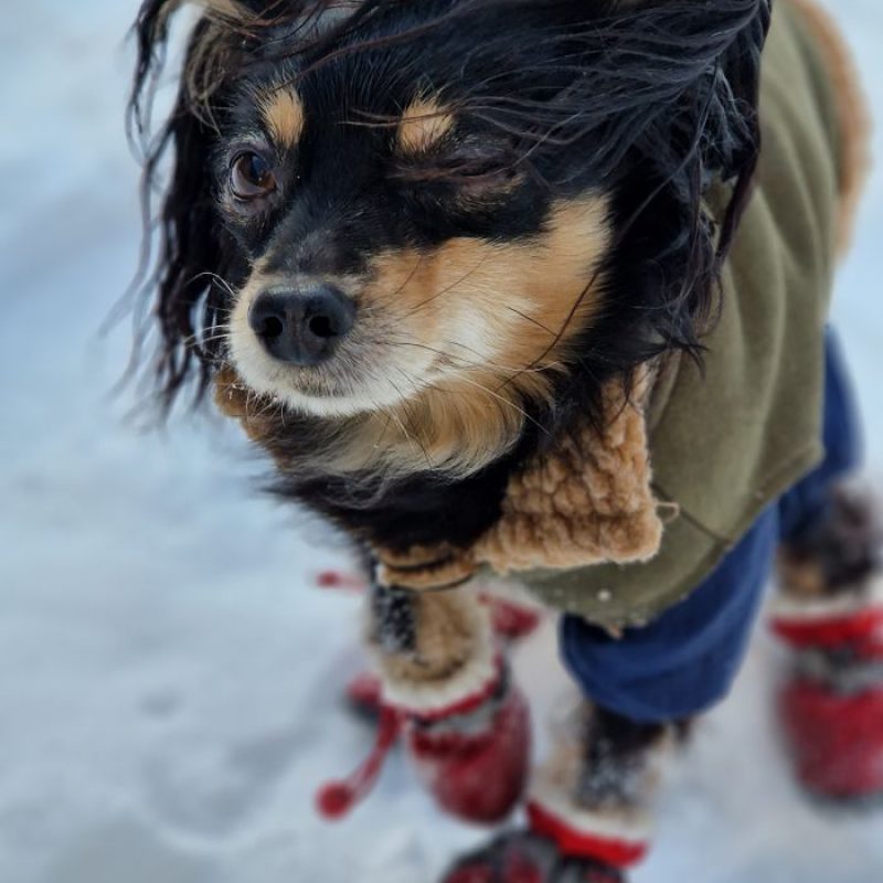 Adorable small dog wearing winter coat and boots on a snowy day, capturing cold weather fashion for pets.