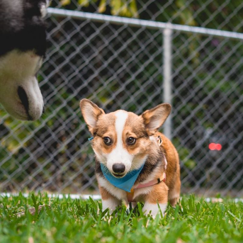 A cute Corgi puppy playing beside a Husky in a grassy field.