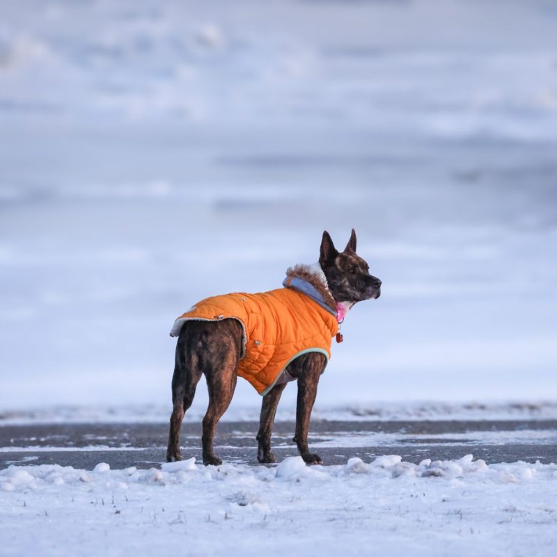 A dog wearing an orange jacket stands on a snowy field in Stamford, CT during winter.