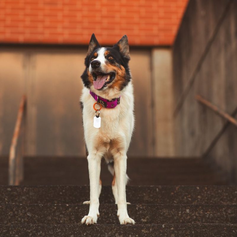 An Australian Shepherd dog standing on urban stairs with a selective focus on its cheerful expression.