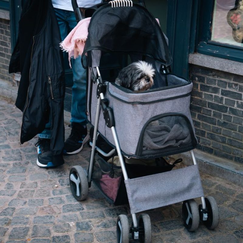 Small dog comfortably sits in a stroller on a cobblestone street.