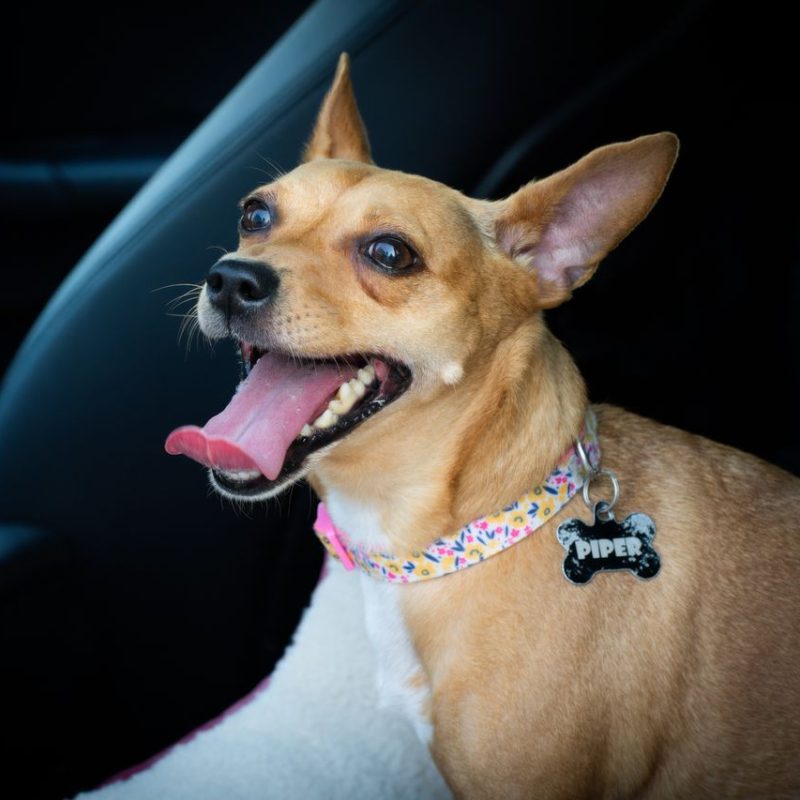A joyful brown dog with a collar sits inside a car, panting happily.