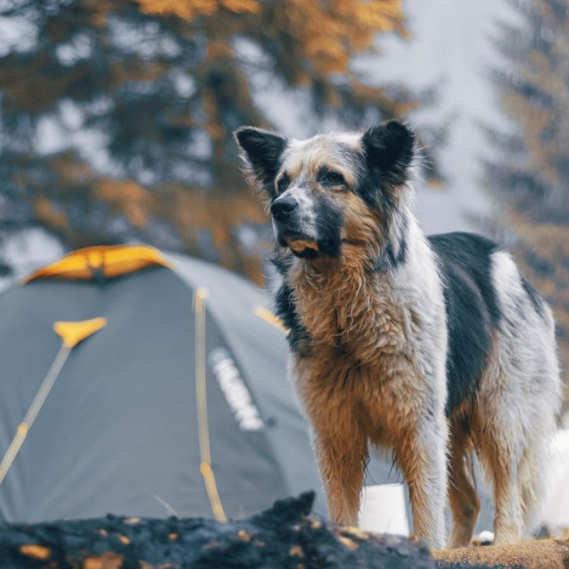 A fluffy dog standing near a tent in a forest setting during fall.