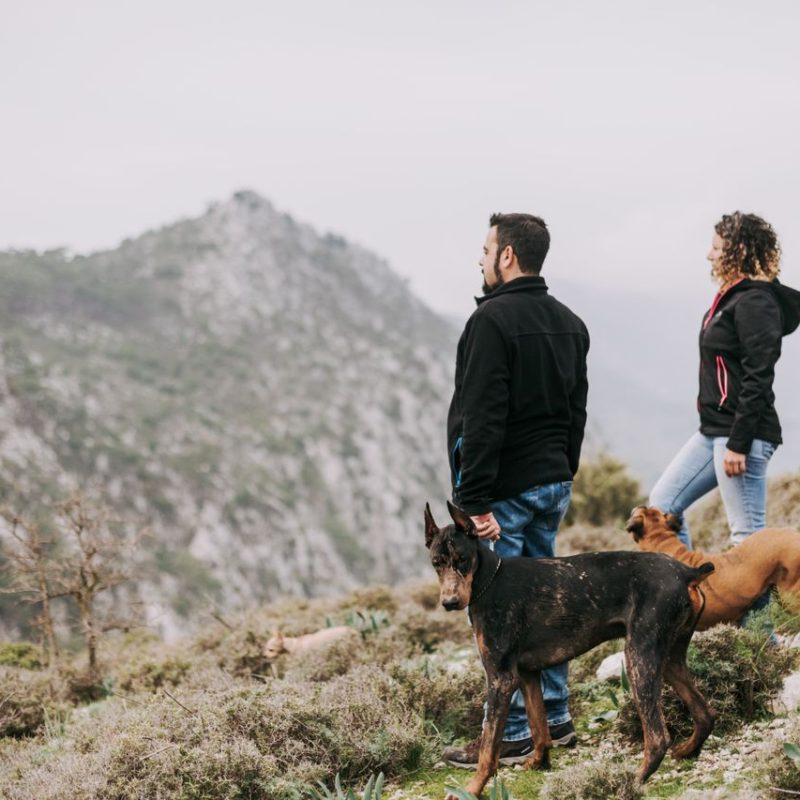 A couple hiking with dogs in a misty mountain landscape, capturing nature's serene beauty.