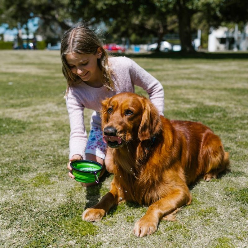 Young girl feeding a golden retriever dog in a sunny park setting. Outdoor lifestyle.