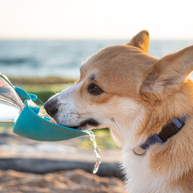A corgi dog refreshes from a portable water bowl on the beach. Perfect summer day outdoors.