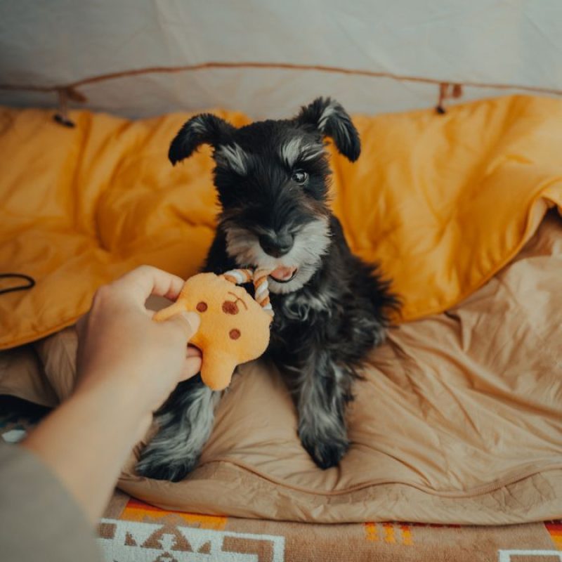 Adorable Schnauzer puppy playing with plush toy in cozy indoor setting, creating a heartwarming vibe.