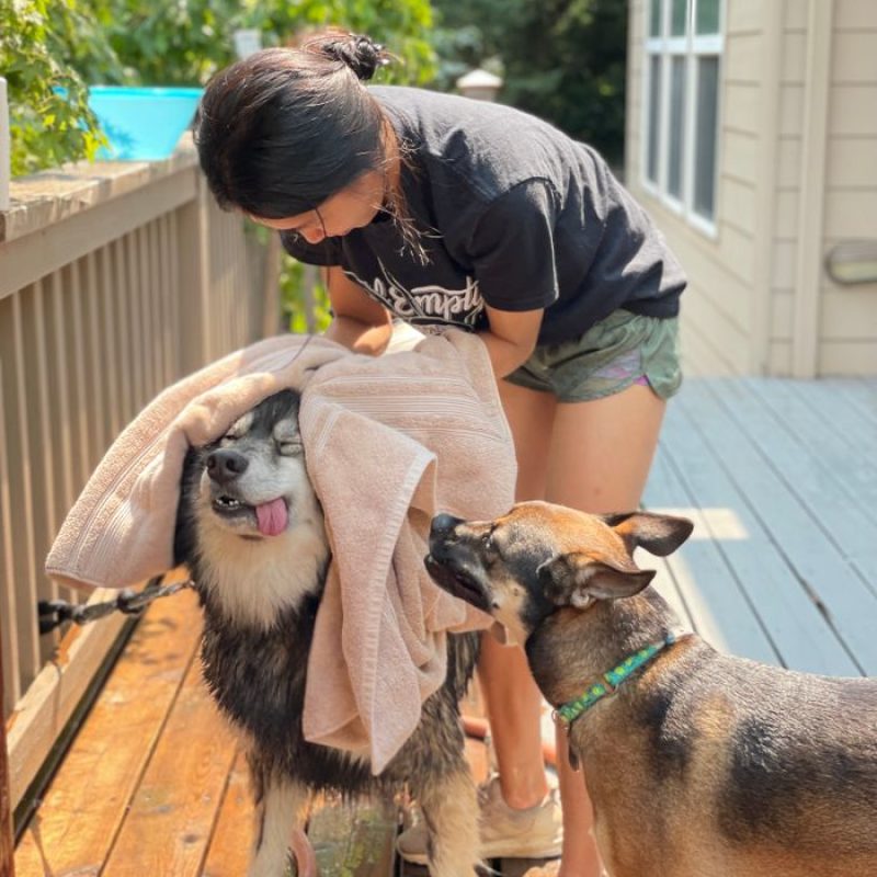 A woman dries her two dogs with a towel on a sunlit outdoor deck.